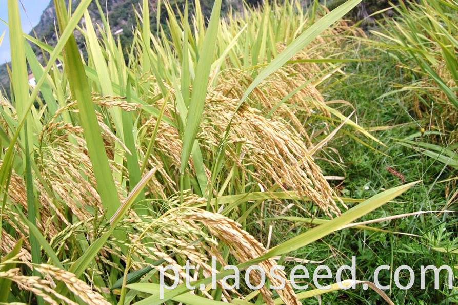 rice seed